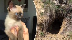 Une dame sauve un chaton presque mort et en fait une jolie boule de poils espiègle aux yeux bleus