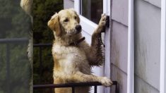 Vidéo : Une chienne intelligente restée à l’extérieur sonne à la porte à 2h18 du matin et attend que ses propriétaires la laissent entrer