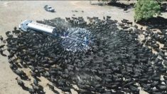 Un drone filme des centaines de vaches assoiffées autour d’un camion-citerne en Australie pendant la sécheresse