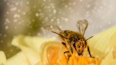 Les abeilles sont déclarées les êtres vivants les plus importants de notre planète