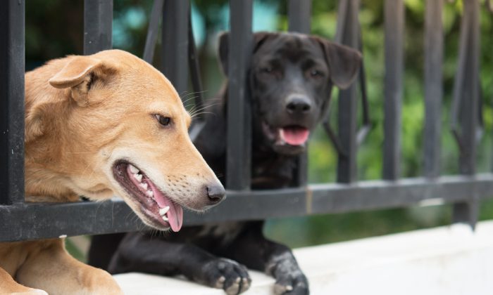 Des chiens regardent à travers un portail. (Illustration - Shutterstock) 