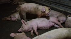 Une nouvelle maladie a déjà tué un quart de la population des porcs au niveau mondial, mais les gros producteurs de viande ne veulent pas aborder ce problème