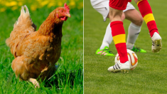 Un footballeur tue une poule avec un coup de pied pendant le match et l’arbitre sort le carton rouge