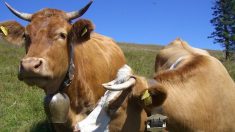 Les cloches de ses vaches font trop de bruit, l’éleveur convoqué par la gendarmerie