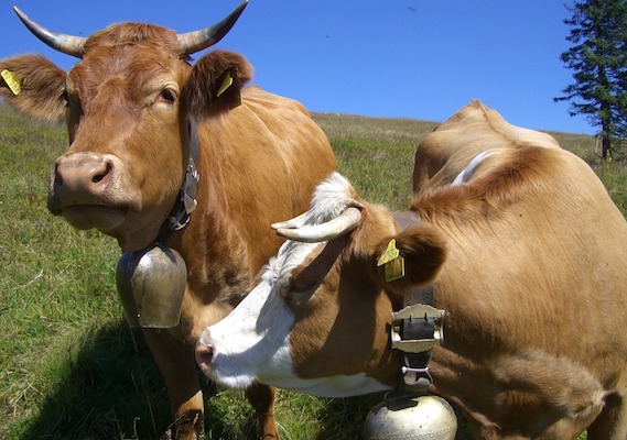 Les cloches des vaches, un outil indispensable pour les repérer. (Photo d'illustration : crédit Pixabay)