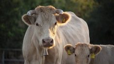 Condamné à 8 000 euros d’amende à cause de l’odeur… de ses vaches
