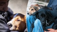 Des prisonniers aident à réhabiliter des chiens maltraités en vue de leur adoption et ils réapprennent à aimer