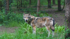 Un loup identifié en Charente-Maritime, première depuis son retour en France