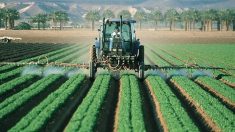 Anti-pesticides : deux arrêtés validés au nom du « danger grave » pour la population