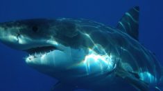 La Réunion : la main et un avant-bras découverts dans l’estomac d’un requin tigre