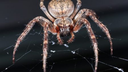 Un Australien filme une araignée géante transportant une souris morte sur la porte de son réfrigérateur