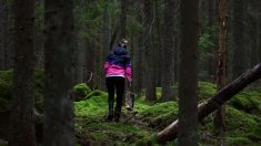 Aisne : la jeune femme enceinte retrouvée morte en forêt a bien été tuée par des chiens
