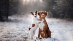 Voici l’histoire de 2 chiens inséparables dont la photo est devenue virale