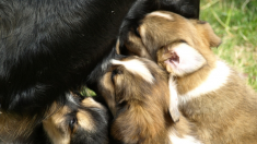 Une chienne est abandonnée et enchaînée à une clôture dans un champ, tout en allaitant ses 6 petits