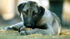 Un chien peint en vert, pleurant à la recherche de nourriture, a été photographié – les images fâchent les internautes
