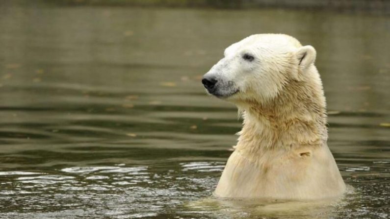 L'ours polaire Knut nage dans son enclos au zoo Tiergarten de Berlin le 19 octobre 2010. (Images impaires d'Andersen/AFP/Getty)