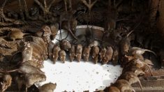Crainte d’une propagation de peste dans le nord de la Chine où la population de rats échappe à tout contrôle