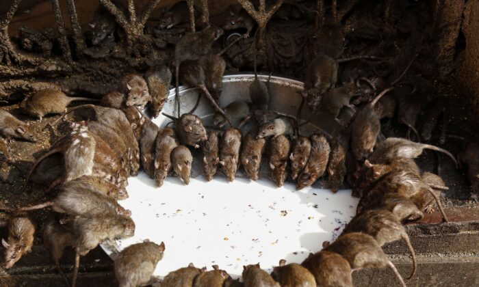 Des rats boivent dans un bol de lait dans un temple à Deshnoke, dans l'État du Rajasthan en Inde, le 24 décembre 2018. (Himanshu Sharma/AFP via Getty Images)