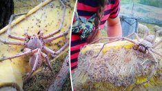 À l’aide d’un balai, une femme sauve une araignée chasseuse aussi grande qu’une assiette