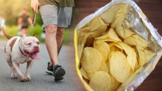 Les propriétaires d’un chien qui est mort étouffé par un sac de chips lancent un avertissement