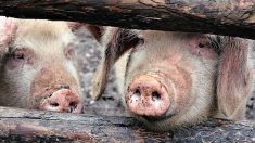 Condamnés à payer 58 700 euros d’amende pour le bruit et l’odeur de leurs porcs