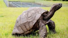 Cette tortue de 187 ans est l’animal terrestre le plus vieux du monde
