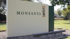 Un pesticide hautement toxique en usage à Hawaii: Monsanto écope d’une amende de 9 millions €