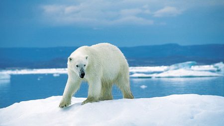 56 ours blancs aux portes d’un village russe en quête de nourriture