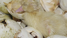 Foie gras :  L214  dévoile l’horreur des canards gavés à la pompe pneumatique et des milliers de canetons jetés vivants dans les poubelles