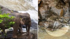 11 éléphants plongent tragiquement et trouvent la mort en essayant de sauver leur petit tombé dans une chute d’eau en Thaïlande