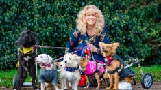 Une femme surnommée «faiseuse de miracles» pour avoir aidé des chiens paralysés et blessés à marcher de nouveau