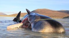 Un cachalot échoué sur une plage en Écosse avec 100 kilos de déchets dans l’estomac