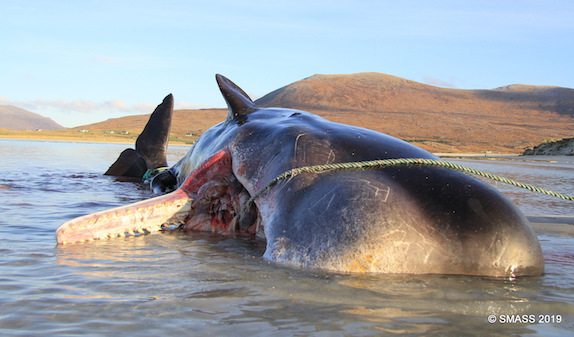 (Photo : Facebook/ Scottish Marine Animal Strandings Scheme)