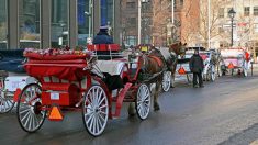 À Montréal, c’est la fin des controversées promenades en calèches au nom du bien-être animal