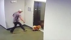 Une vidéo montre un homme sauvant le chien d’une voisine alors que sa laisse s’est coincée dans les portes d’un ascenseur