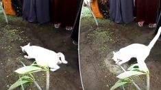 Un chat fait son apparition pendant les funérailles d’un homme et agit bizarrement, c’est alors que le petit-fils commence à filmer