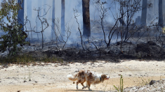 Des chiens spécialement dressés aident à sauver les koalas des incendies en Australie