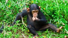 Un chien «dévoré vivant» par des vers est secouru et ramené à la vie grâce à l’amour des chimpanzés eux aussi rescapés