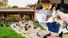 Une Californienne « amoureuse des chats » partage sa maison avec 1.100 félins abandonnés et leur trouve de nouveaux foyers