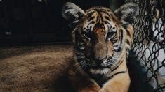 Une femme est emmenée d’urgence à l’hôpital après avoir été attaquée par des tigres du Bengale dans un sanctuaire animalier