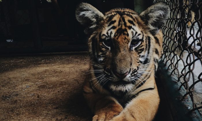 Un tigre en cage. (Paula Borowska/ Unsplash)
