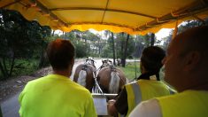 À Charleville-Mézières, des chevaux pour récolter les déchets recyclables !