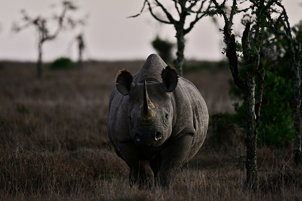 -Illustration -d’un rhino noir en Afrique. Photo de TONY KARUMBA / AFP via Getty Images.