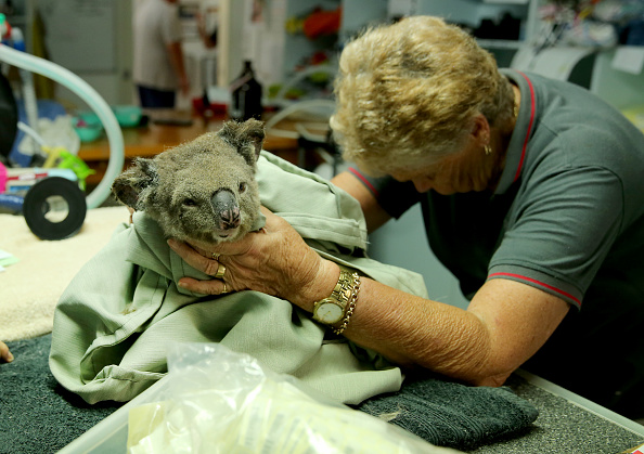Un koala reçoit des traitements à l'hôpital pour koalas Port Macquarie en Australie, le 29 novembre 2019 (Nathan Edwards/Getty Images)