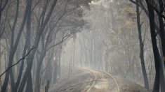 Australie: la chaleur record attise les incendies, état d’urgence dans le sud-est