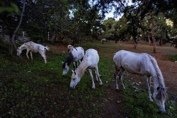 -Les chevaux paissent dans les forêts de la plus grande île de Buyukada au large d'Istanbul le 29 novembre 2019. Les militants tirent la sonnette d'alarme sur le bien-être des chevaux, 400 par an meurent sur les îles. Photo de YASIN AKGUL / AFP via Getty Images.