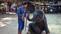 Thaïlande : les « éléphants à touristes » victimes d’un sombre et juteux business