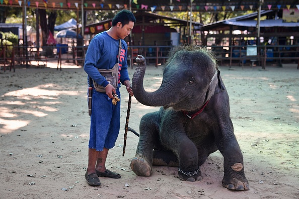 Un bébé éléphant est entraîné pour faire des tours au village d'éléphants de Ban Ta Klang, dans la province de Surin, au nord-est de la Thaïlande. (Photo : LILLIAN SUWANRUMPHA/AFP via Getty Images)