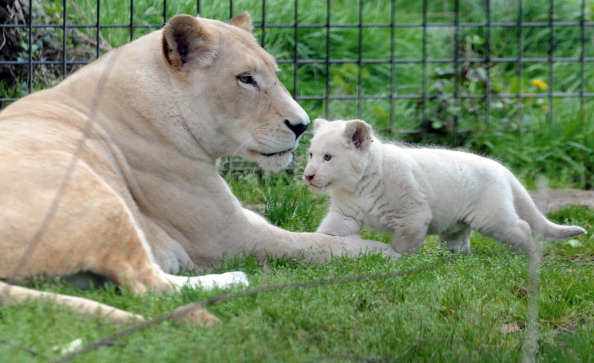 Ce lionceau et sa maman pourraient retrouver la liberté si ce projet d'envergure se concrétise. (FRED TANNEAU/AFP via Getty Images)