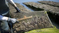 Morbihan : 4,5 tonnes d’huîtres et 200 kg de palourdes volées au milieu de la nuit